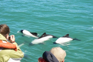 Punta Tombon pingviinikierros & valinnainen Toninan tarkkailu