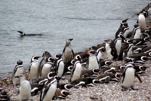 Excursión a los pingüinos de Punta Tombo y observación opcional de toninas