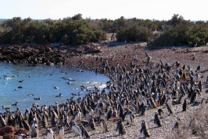 Punta Tombo Pinguïn Tour & Optioneel Tonina Kijken