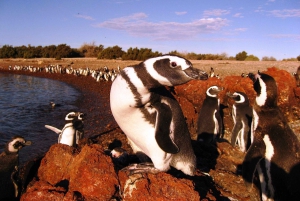 Punta Tombo Penguin Tour og valgfri Tonina Watching