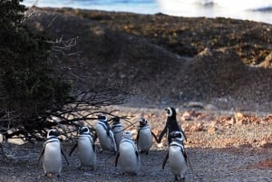 Punta Tombo Penguin Tour og valgfri Tonina Watching