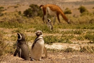 Punta Tombo Pinguin-Tour & optionale Tonina-Beobachtung