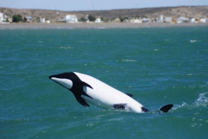 Punta Tombo Pinguin-Tour & optionale Tonina-Beobachtung