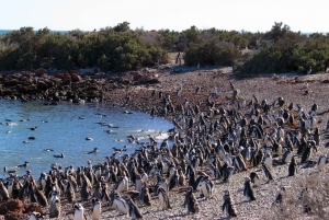 Punta Tombo Pinguin-Tour & optionale Tonina-Beobachtung