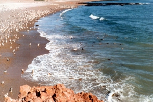 Tour dei pinguini di Punta Tombo e osservazione opzionale delle tonine