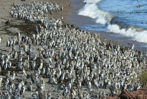 Punta Tombo Pinguïn Tour & Optioneel Tonina Kijken