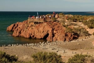 Punta Tombo Pinguin-Tour & optionale Tonina-Beobachtung