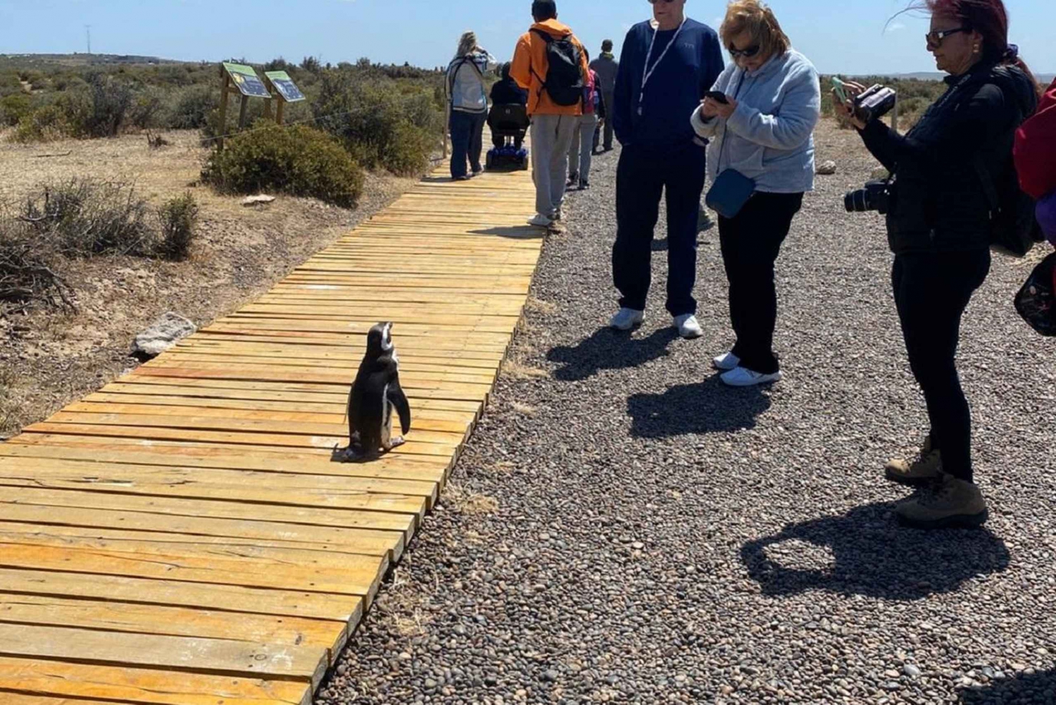 Punta Tombo Private Tour 'Wandern zwischen Pinguinen'.