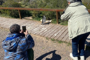 Punta Tombo Private Tour 'Walking among Penguins'.