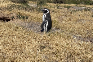 Punta Tombo Private Tour 'Walking among Penguins'.