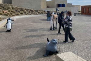 Punta Tombo Private Tour 'Walking among Penguins'.