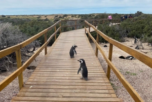 Punta Tombo Private Tour 'Walking among Penguins'.