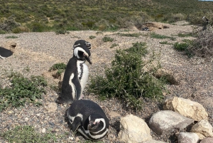 Punta Tombo Private Tour 'Walking among Penguins'.