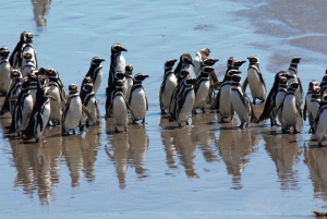 Punta Tombo Private Tour 'Walking among Penguins'.