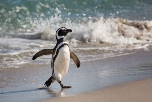 Punta Tombo Private Tour 'Walking among Penguins'.