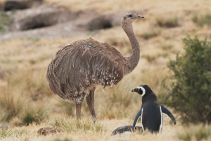 Punta Tombo Private Tour 'Walking among Penguins'.