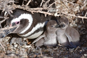 Punta Tombo Private Tour 'Walking among Penguins'.