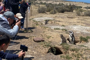 Punta Tombo Private Tour 'Walking among Penguins'.