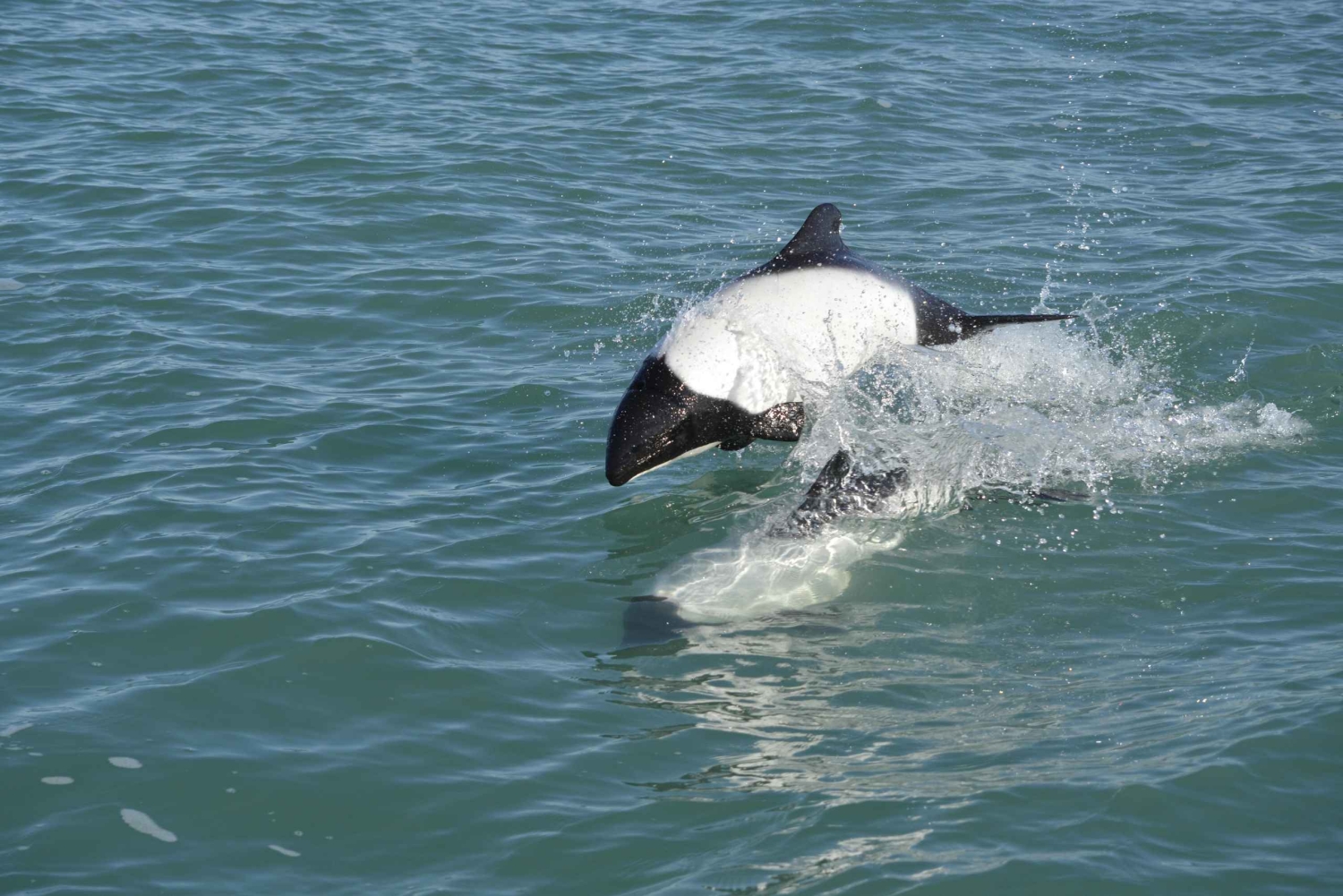 Punta Tombo + Rawson + Isla Escondida a partir de P. Madryn ou Trelew