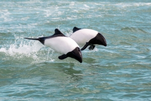 Punta Tombo + Rawson + Isla Escondida a partir de P. Madryn ou Trelew