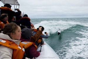 Punta Tombo + Rawson + Isla Escondida a partir de P. Madryn ou Trelew