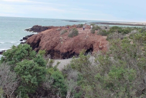 Punta Tombo + Rawson + Isla Escondida a partir de P. Madryn ou Trelew