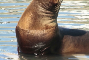 Punta Tombo + Rawson + Isla Escondida a partir de P. Madryn ou Trelew