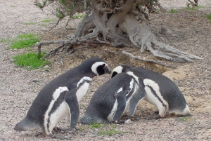 Punta Tombo + Rawson + Isla Escondida a partir de P. Madryn ou Trelew