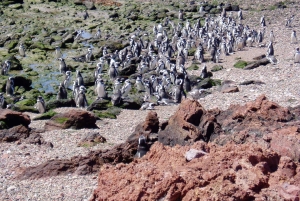 Punta Tombo + Rawson + Isla Escondida a partir de P. Madryn ou Trelew
