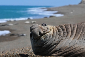 Punta Tombo + Rawson + Isla Escondida a partir de P. Madryn ou Trelew