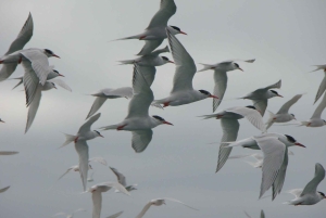 Punta Tombo + Rawson + Isla Escondida a partir de P. Madryn ou Trelew