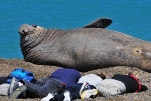 Punta Tombo + Rawson + Isla Escondida a partir de P. Madryn ou Trelew