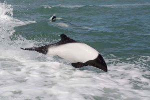 Punta Tombo + Rawson + Isla Escondida a partir de P. Madryn ou Trelew