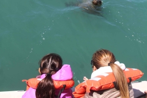 Punta Tombo + Rawson + Isla Escondida a partir de P. Madryn ou Trelew