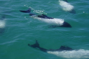 Punta Tombo + Rawson + Isla Escondida a partir de P. Madryn ou Trelew