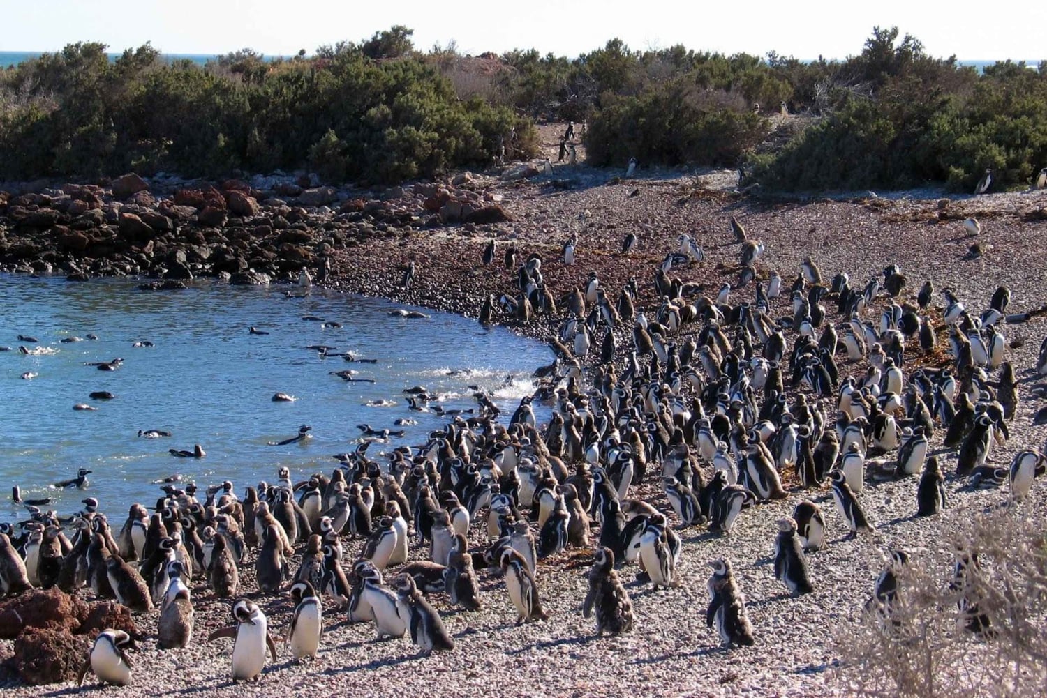 Wyprawa do Punta Tombo dla pasażerów rejsu + miasto