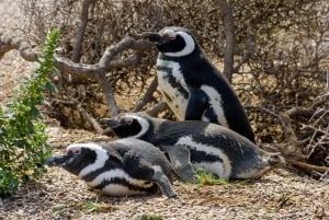 Wyprawa do Punta Tombo dla pasażerów rejsu + miasto