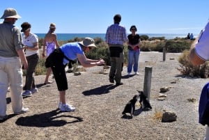 Wyprawa do Punta Tombo dla pasażerów rejsu + miasto