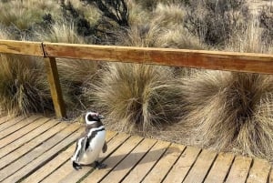 Wyprawa do Punta Tombo dla pasażerów rejsu + miasto