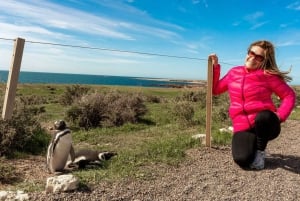 Wyprawa do Punta Tombo dla pasażerów rejsu + miasto