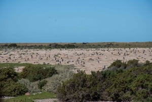 Wyprawa do Punta Tombo dla pasażerów rejsu + miasto