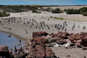 Wyprawa do Punta Tombo dla pasażerów rejsu + miasto