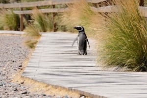 Wyprawa do Punta Tombo dla pasażerów rejsu + miasto