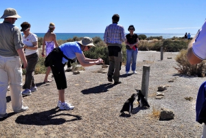 Punta Tombo Landausflug für Kreuzfahrtpassagiere Mittagessen+Stadt