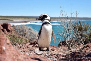 Punta Tombo Landausflug für Kreuzfahrtpassagiere Mittagessen+Stadt