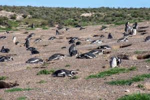 Punta Tombo Landausflug für Kreuzfahrtpassagiere Mittagessen+Stadt