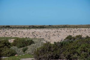 Punta Tombo Landausflug für Kreuzfahrtpassagiere Mittagessen+Stadt