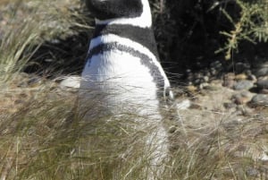 Puerto Madryn: Punta Tombo Shore Excursion for Cruise Guests