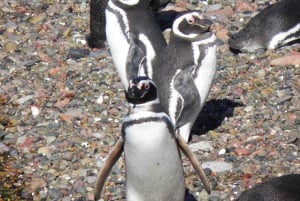 Puerto Madryn: Punta Tombo Shore Excursion for Cruise Guests