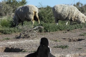 Punta Tombo: Landutflykt för kryssningspassagerare